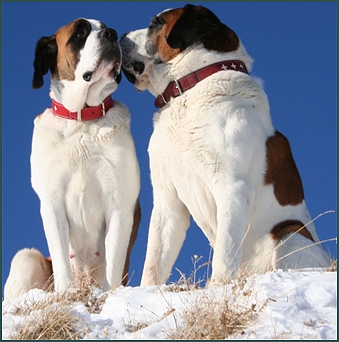 zwei kurzhaarige Bernhardiner